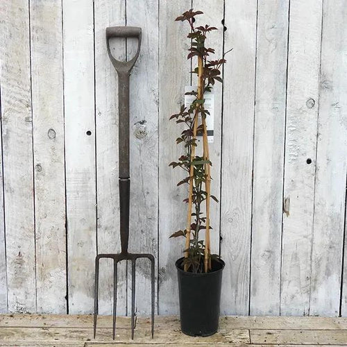 Chinese Creeper Plants