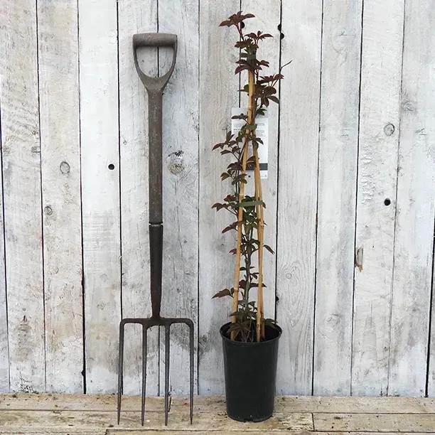 Chinese Creeper Plants