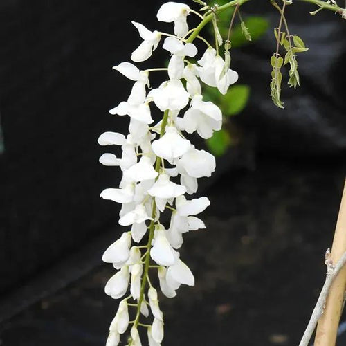 Wisteria sinensis Alba Flower