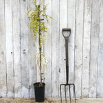 Wisteria sinensis Alba Plant in 3 Litre Pot