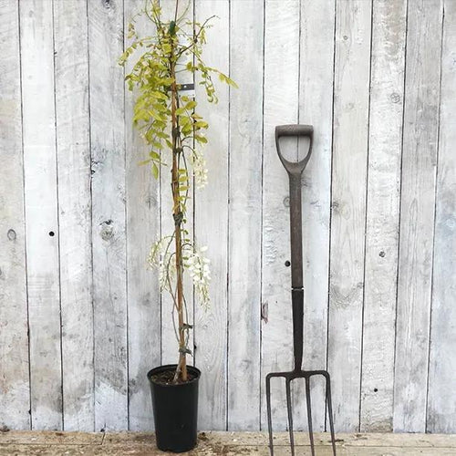 Wisteria sinensis Alba Plant in 3 Litre Pot