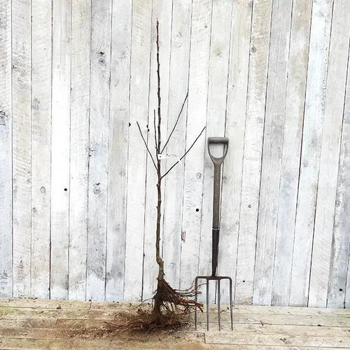 Chivers Delight Maiden Apple Tree