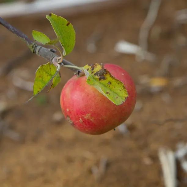 Chivers Delight Apples on the tree