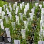 Row of chive plants in pots with labels in a greenhouse setting