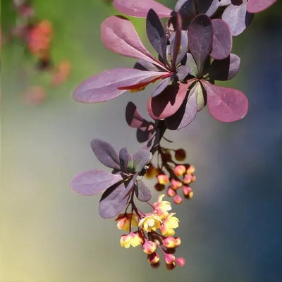 Chocolate Summer Berberis Flowers