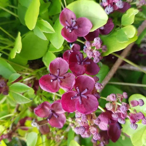 Chocolate Vine Flowers