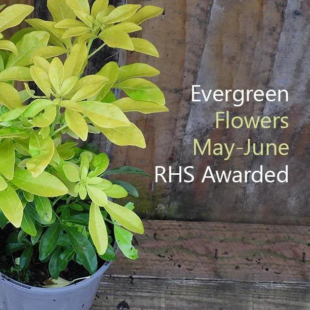 Sundance Choisya leaves