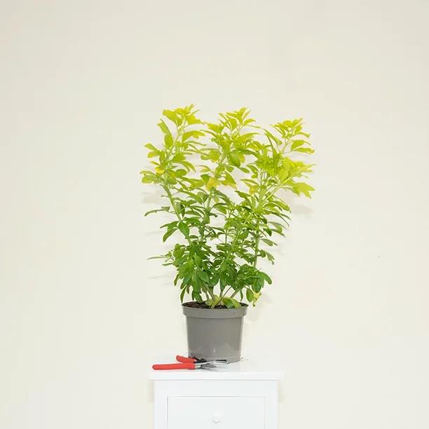 Choisya Sundance Plant in 3 Litre Pot