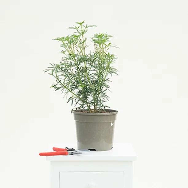 Choisya White Dazzzler Plant in 3 Litre Pot