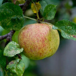 Christmas Pearmain Apples on the tree