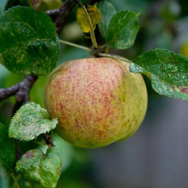 Christmas Pearmain Apples on the tree
