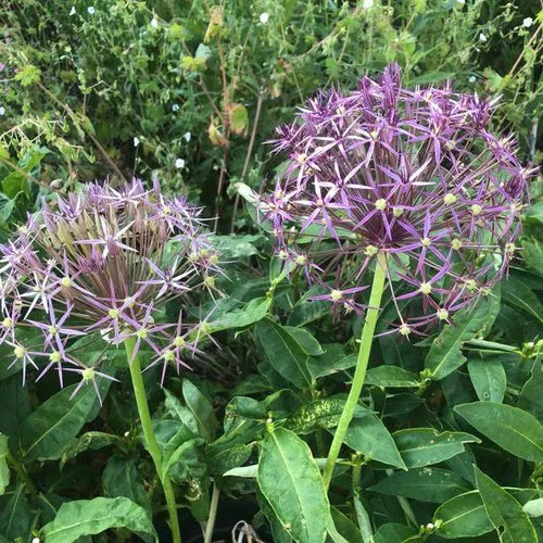 Christophii Allium Flowers