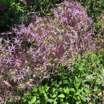 Christophii Allium Flowers