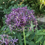 Christophii Allium Flowerhead