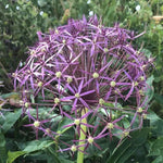 Close-up of Christophii Allium Flower
