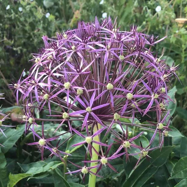 Close-up of Christophii Allium Flower