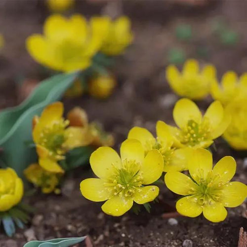 Winter Aconite Flowers