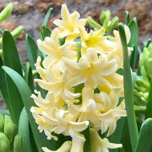 City of Haarlem Hyacinth Flowers