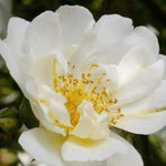City of York Climbing Rose Flowers
