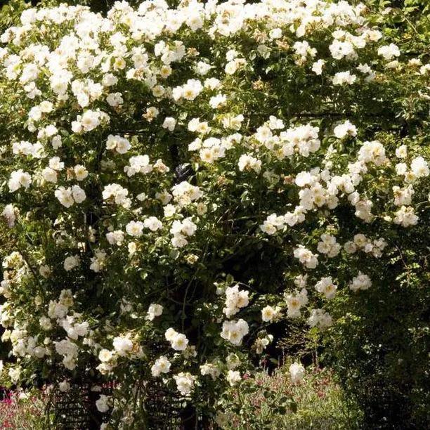City of York Climbing Rose Flowers
