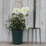 Potted Climbing Roses - City of York in flower