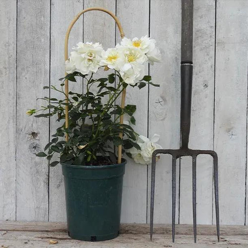 Potted Climbing Roses - City of York in flower