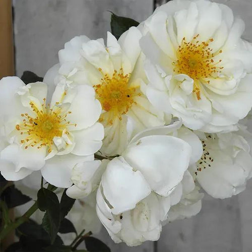 City of York Rose Flowers