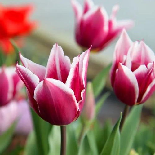 Claudia Tulip Flowers - Pinky/Purple Colour with a Remarkable White Border