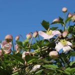 Apple Blossom' Clematis Flowers