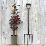 Clematis montana Sunrise Plant