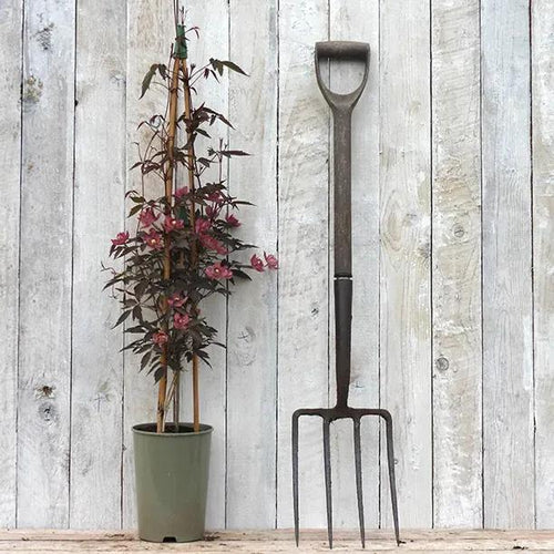 Clematis montana Sunrise Plant