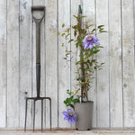 Multi Blue Clematis Plant in 3 Litre Pot