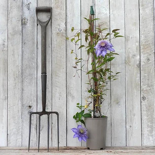 Multi Blue Clematis Plant in 3 Litre Pot