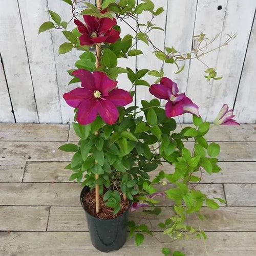 Sunset Clematis Plant in 3 Litre Pot