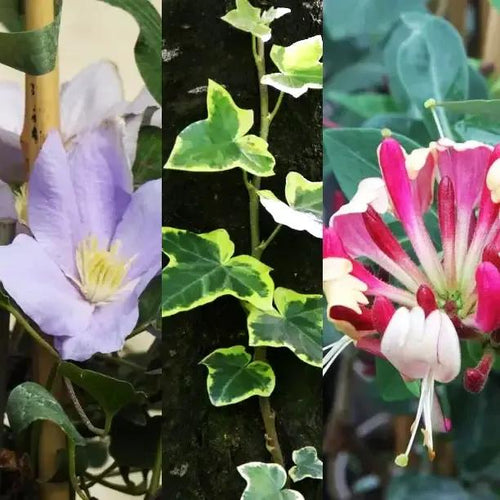 Climbing Plant Collection: Clematis, Ivy, Honeysuckle