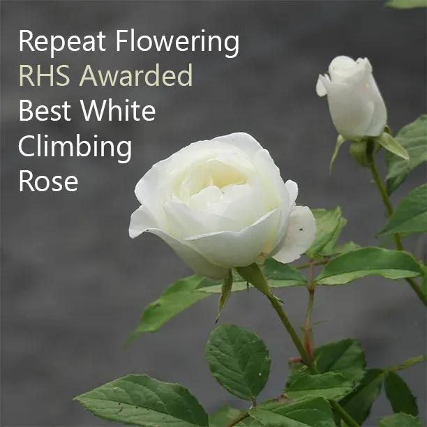 Climbing Iceberg Rose Flowers