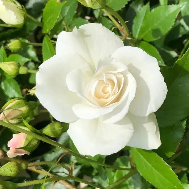 Climbing Iceberg Rose Flowers