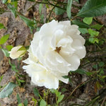 Climbing Iceberg Rose Flowers