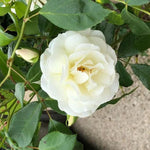 Climbing Iceberg Rose Flowers