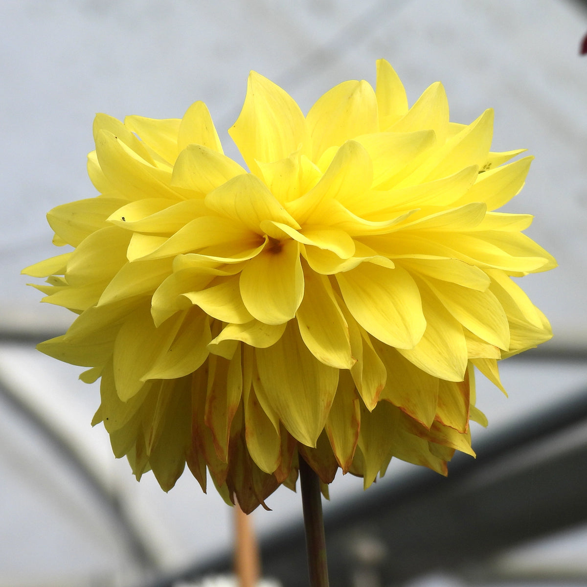 Close up of Yellow Dahlia Flower - American Sun