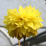 Close up of Yellow Dahlia Flower - American Sun