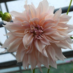 Close up of pale pink dahlia - Cafe au lait