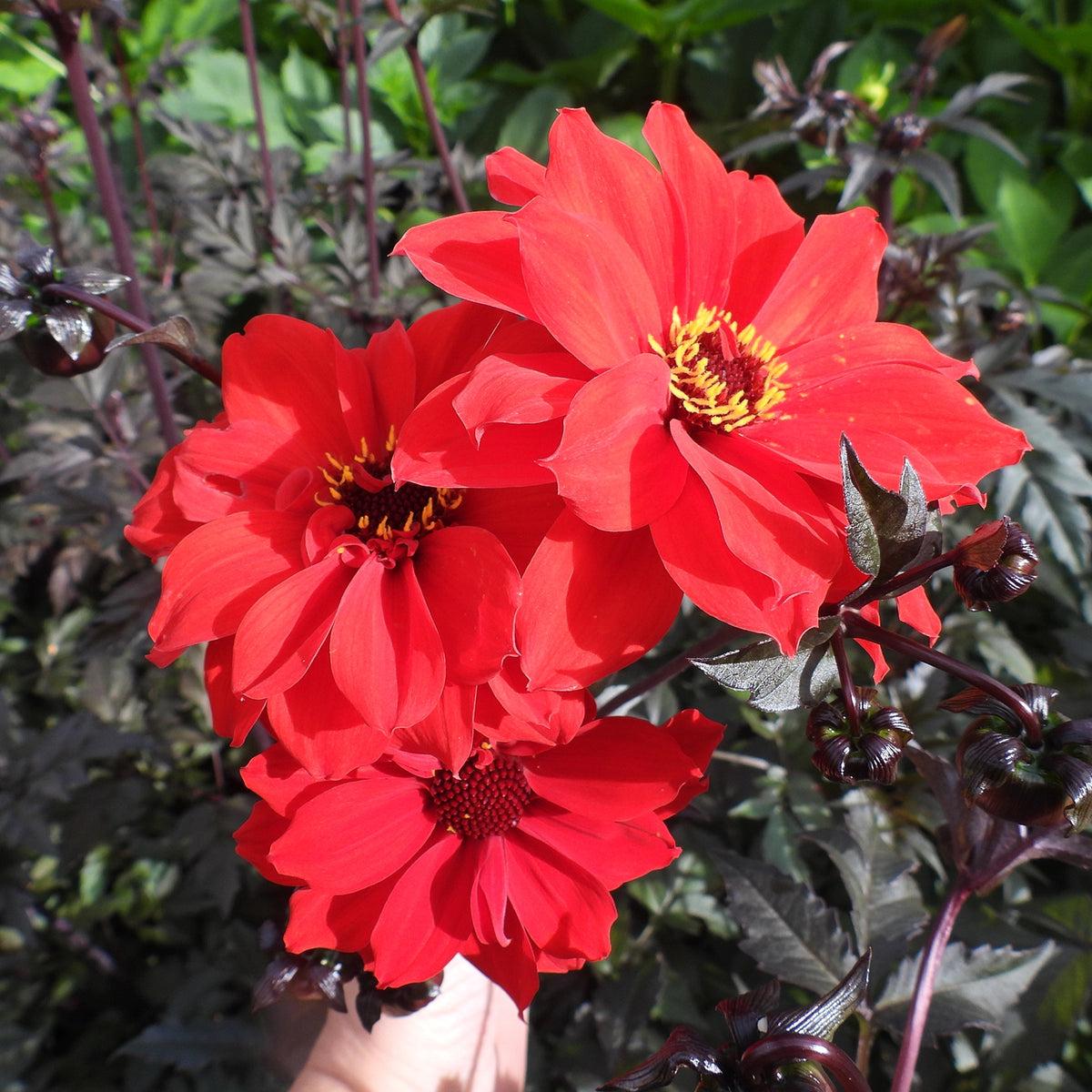 Close up of Red Bishop of Llandaff Dahlia Flowers