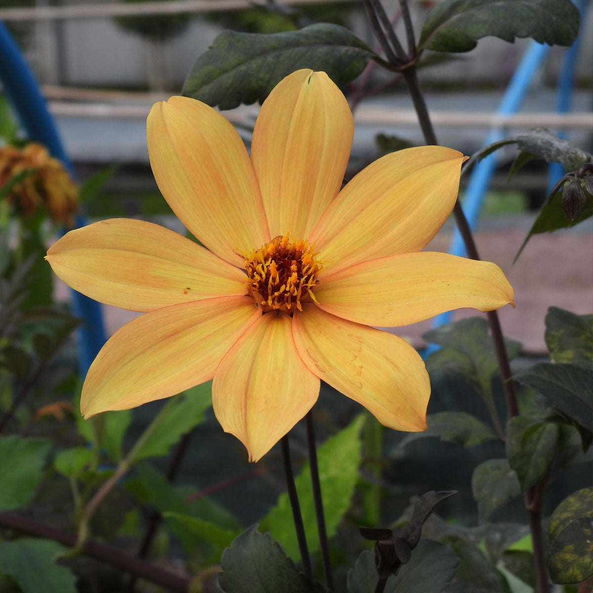A single large yellow-orange dahlia flower in full bloom, surrounded by dark green leaves and stems in a garden setting.