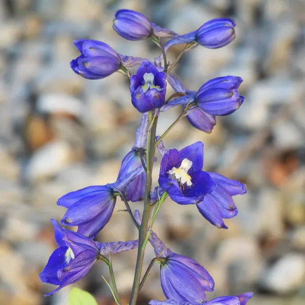 Close-up of blue and purple buds of Black Knight Delphinium Plant