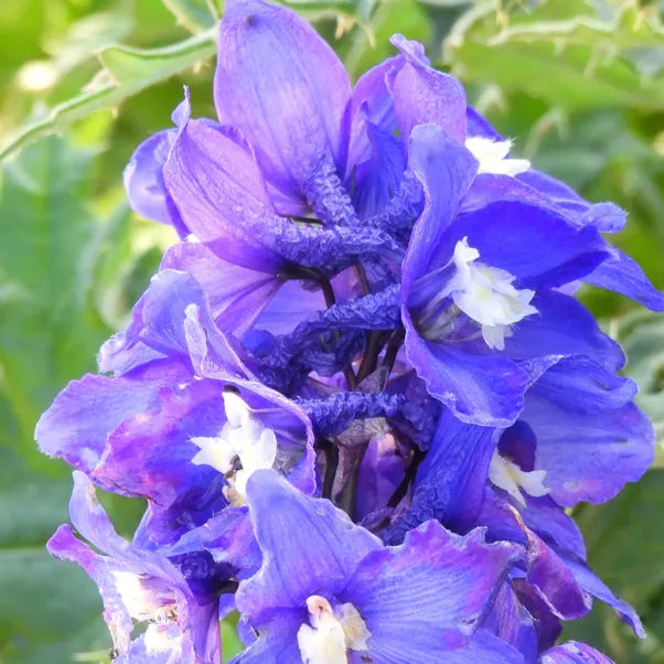 Close-up of a vibrant purple delphinium flower with green leaves in the background