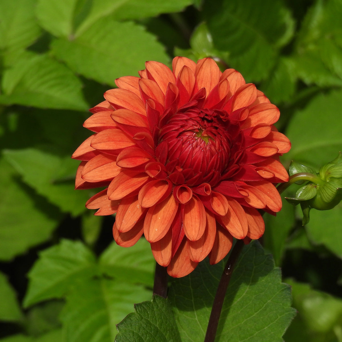 Close up of Brown Sugar Red Dahlia