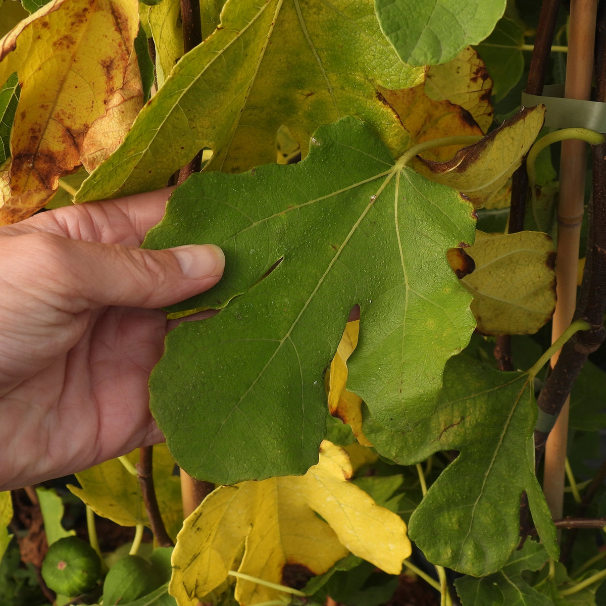 Brown Turkey Fig Leaf