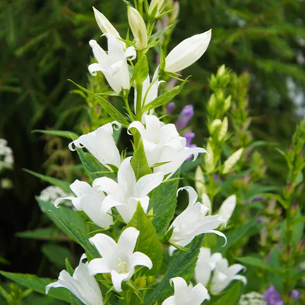 Close up of white Campanula flowers