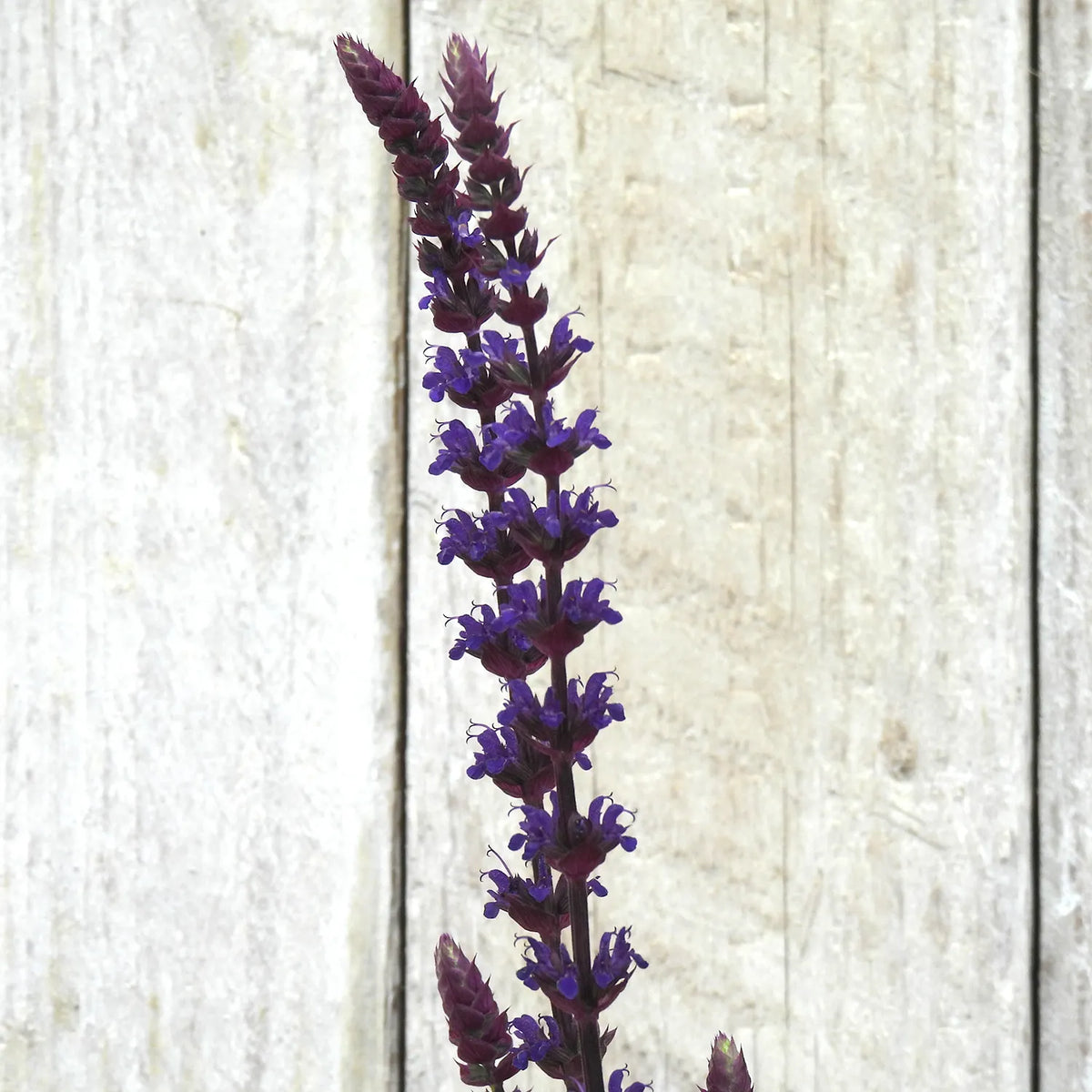 Purple salvia flower stem on a textured wooden background